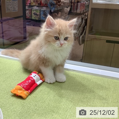 サイベリアンの写真