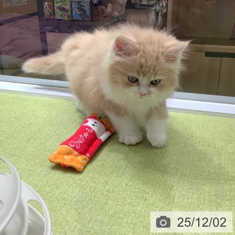 サイベリアンの写真