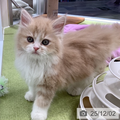 サイベリアンの写真