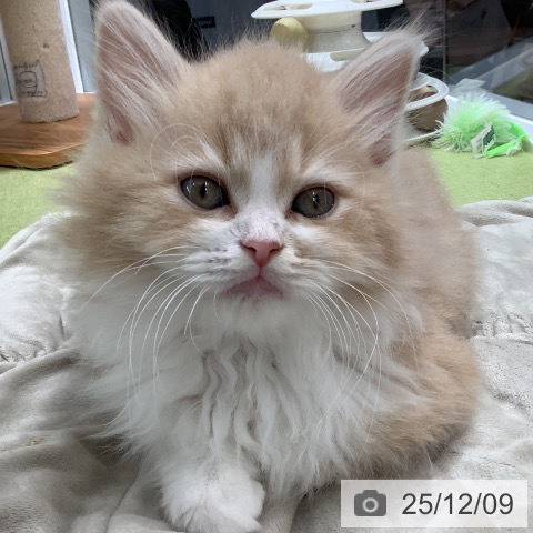 埼玉県のサイベリアン (ペットプラス 川口店/2025年9月22日生まれ/男の子/クリームタビーホワイト)の子猫の4枚目の画像