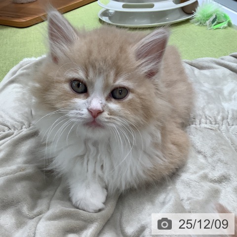 埼玉県のサイベリアン (ペットプラス 川口店/2025年9月22日生まれ/男の子/クリームタビーホワイト)の子猫の3枚目の画像