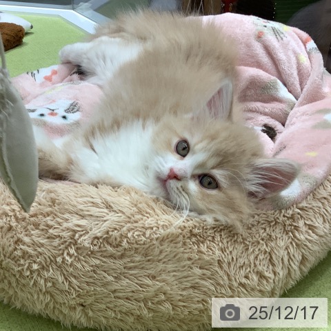 埼玉県のサイベリアン (ペットプラス 川口店/2025年9月22日生まれ/男の子/クリームタビーホワイト)の子猫の4枚目の画像