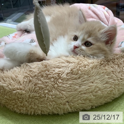 埼玉県のサイベリアン (ペットプラス 川口店/2025年9月22日生まれ/男の子/クリームタビーホワイト)の子猫の3枚目の画像