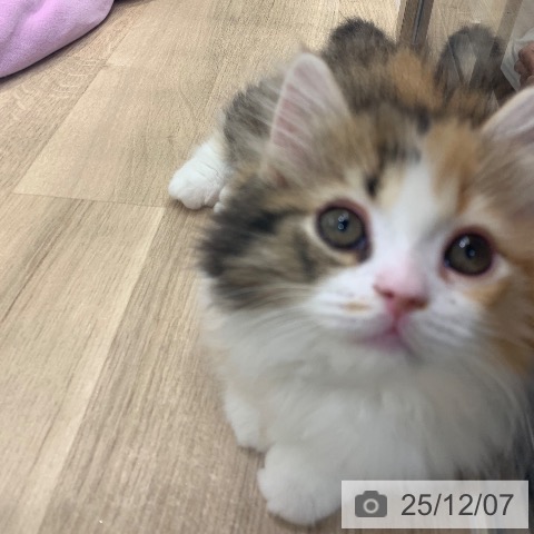 東京都のミヌエット (ペットプラス アクアシティお台場店/2025年9月22日生まれ/女の子/キャリコ)の子猫の3枚目の画像