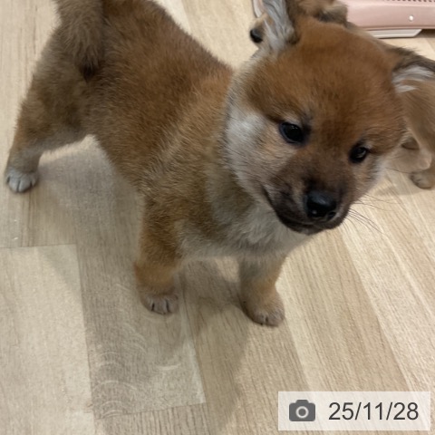 群馬県の柴犬(標準サイズ) (ペットプラス イオンモール太田店/2025年9月26日生まれ/男の子/赤)の子犬の4枚目の画像