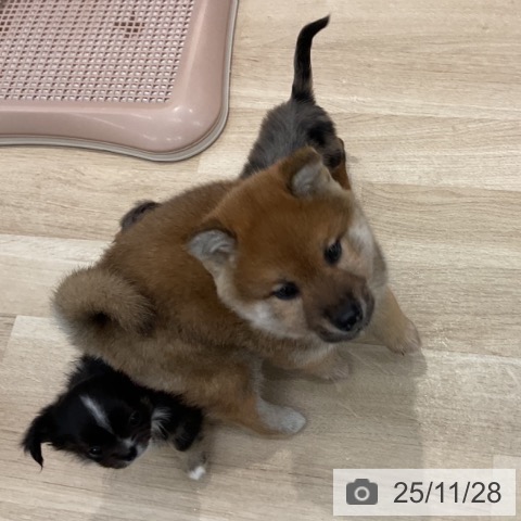 群馬県の柴犬(標準サイズ) (ペットプラス イオンモール太田店/2025年9月26日生まれ/男の子/赤)の子犬の3枚目の画像