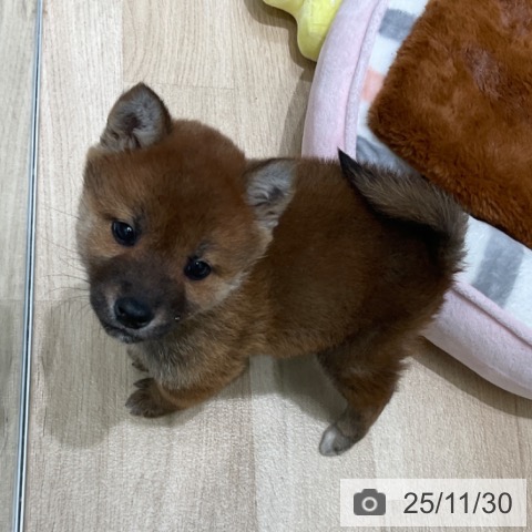 東京都の柴犬(標準サイズ) (ペットプラス 立川高島屋S.C.店/2025年9月26日生まれ/男の子/赤)の子犬の4枚目の画像