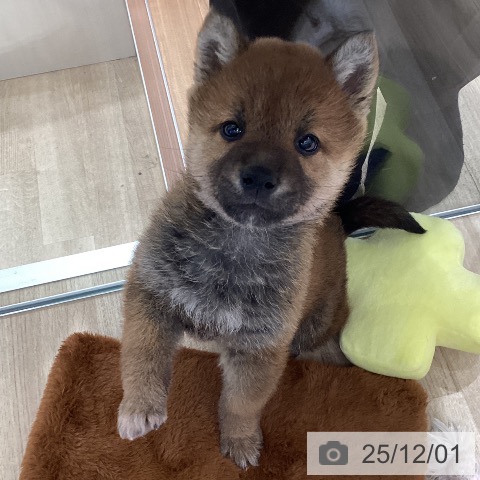 東京都の柴犬(標準サイズ) (ペットプラス 立川高島屋S.C.店/2025年9月26日生まれ/男の子/赤)の子犬の4枚目の画像