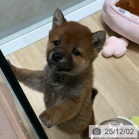 東京都の柴犬(標準サイズ) (ペットプラス 立川高島屋S.C.店/2025年9月26日生まれ/男の子/赤)の子犬の3枚目の画像