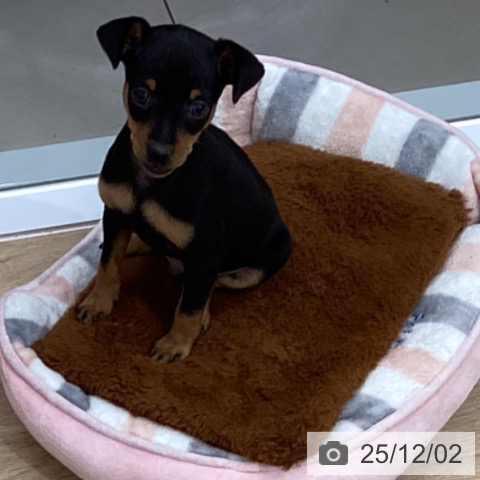 千葉県のミニチュアピンシャー (ペットプラス 船橋店/2025年9月25日生まれ/男の子/ブラックタン)の子犬の4枚目の画像