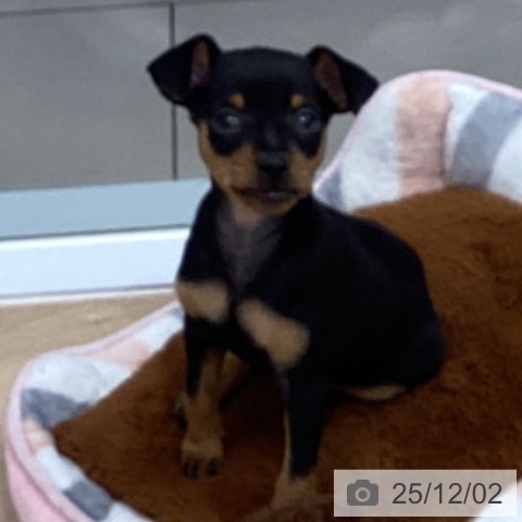 千葉県のミニチュアピンシャー (ペットプラス 船橋店/2025年9月25日生まれ/男の子/ブラックタン)の子犬の3枚目の画像