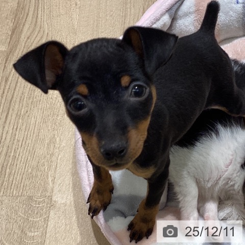 長野県のミニチュアピンシャー (ペットプラス 須坂店/2025年9月25日生まれ/女の子/ブラックタン)の子犬の4枚目の画像