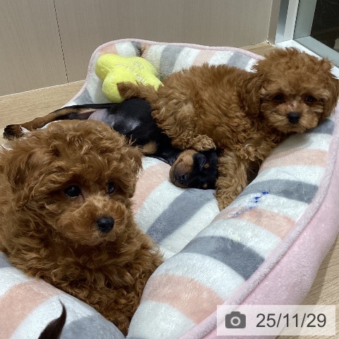 長野県のミニチュアピンシャー (ペットプラス 須坂店/2025年9月25日生まれ/女の子/ブラックタン)の子犬の3枚目の画像