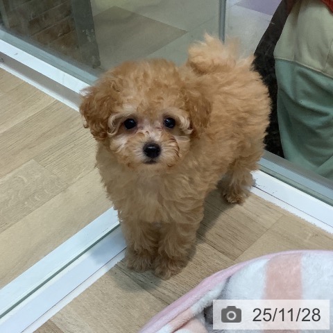 トイ・プードルの写真