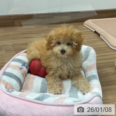 埼玉県のトイプードル(トイ) (ペッツワン 新座店/2025年9月25日生まれ/男の子/アプリコット)の子犬の4枚目の画像