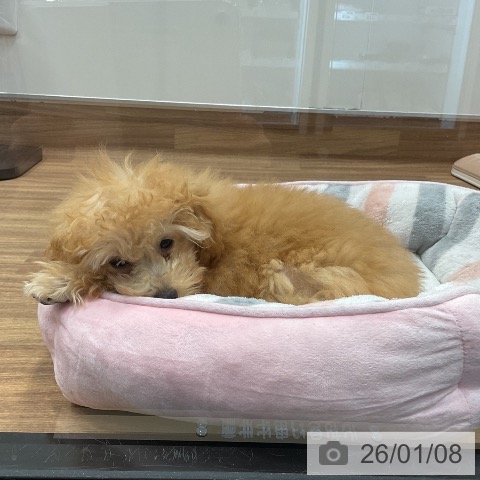 埼玉県のトイプードル(トイ) (ペッツワン 新座店/2025年9月25日生まれ/男の子/アプリコット)の子犬の3枚目の画像