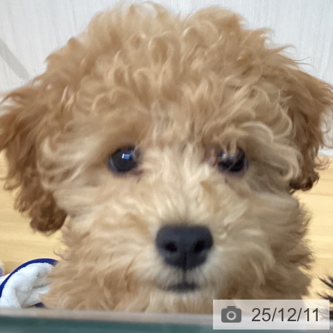 千葉県のトイプードル(トイ) (ペットプラス 八千代緑が丘店/2025年9月25日生まれ/男の子/アプリコット)の子犬の4枚目の画像