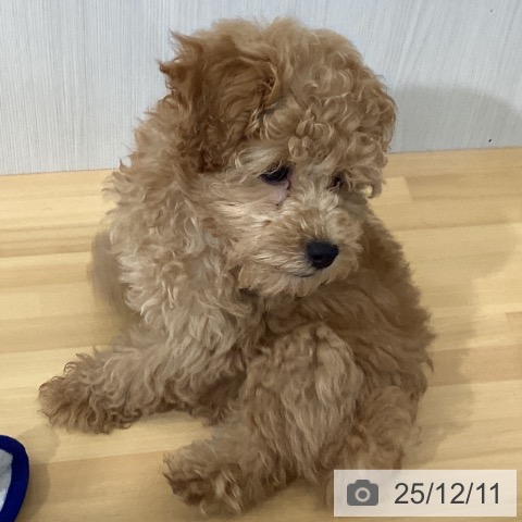 千葉県のトイプードル(トイ) (ペットプラス 八千代緑が丘店/2025年9月25日生まれ/男の子/アプリコット)の子犬の3枚目の画像