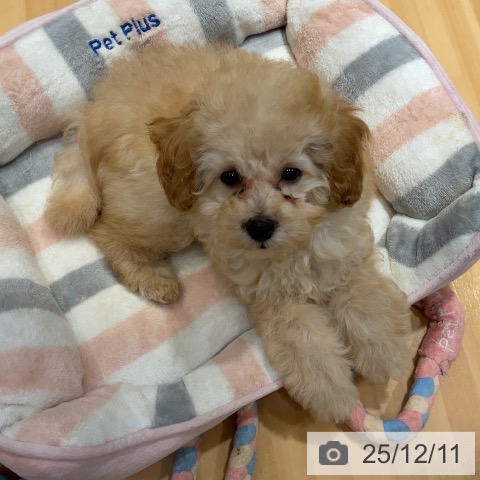 埼玉県のトイプードル(トイ) (ペットプラス 与野店/2025年9月25日生まれ/女の子/アプリコット)の子犬の4枚目の画像