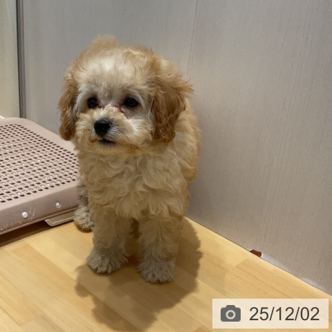 埼玉県のトイプードル(トイ) (ペットプラス 与野店/2025年9月25日生まれ/女の子/アプリコット)の子犬の3枚目の画像