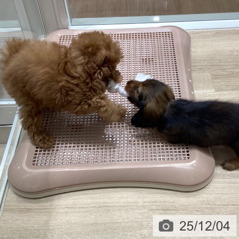 宮城県のトイプードル(トイ) (ペットプラス 仙台上杉店/2025年9月25日生まれ/女の子/レッド)の子犬の4枚目の画像