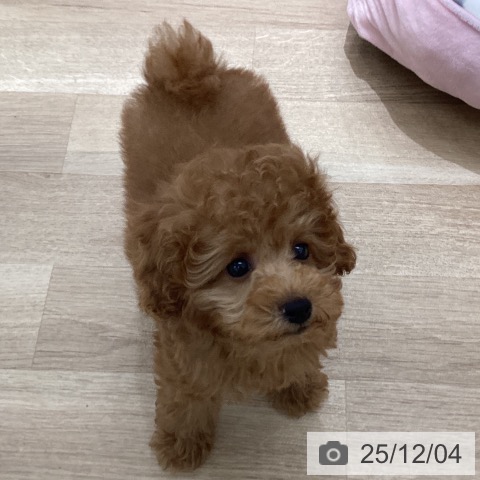 トイ・プードルの写真