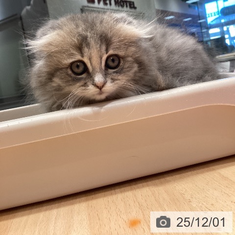 スコティッシュフォールドの写真