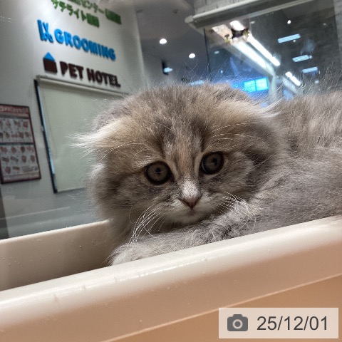 スコティッシュフォールドの写真