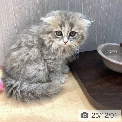 スコティッシュフォールドの写真