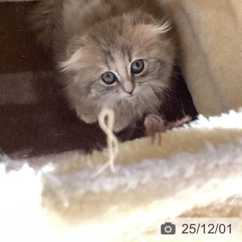 スコティッシュフォールドの写真