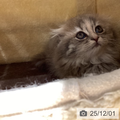 スコティッシュフォールドの写真