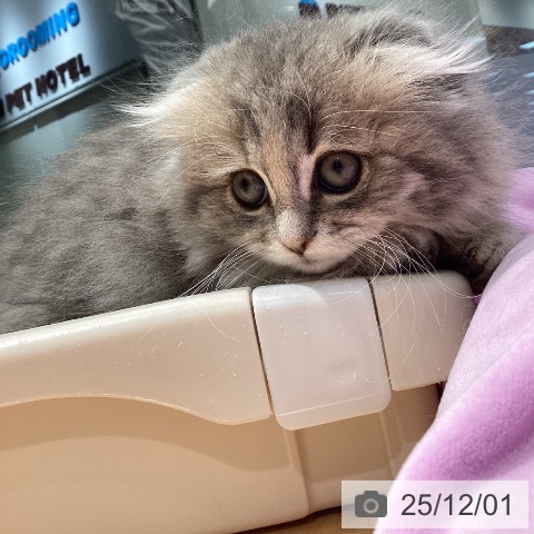 スコティッシュフォールドの写真