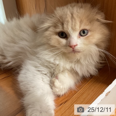 埼玉県のスコティッシュフォールド (ペットプラス ららぽーと富士見店/2025年9月23日生まれ/男の子/クリームホワイト)の子猫の3枚目の画像