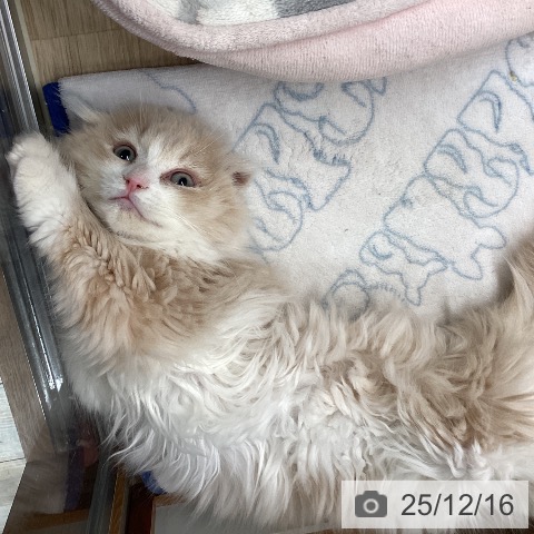 埼玉県のスコティッシュフォールド (ペットプラス ららぽーと富士見店/2025年9月23日生まれ/男の子/クリームホワイト)の子猫の3枚目の画像