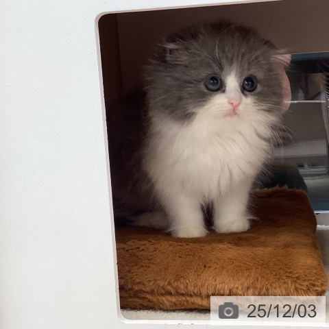 埼玉県のスコティッシュフォールド (ペットプラス 浦和美園店/2025年9月23日生まれ/男の子/ブルーホワイト)の子猫の4枚目の画像