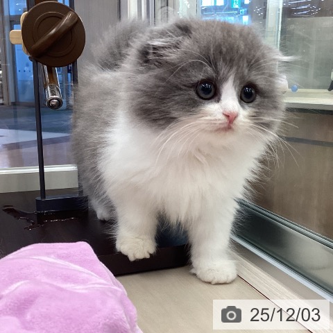 埼玉県のスコティッシュフォールド (ペットプラス 浦和美園店/2025年9月23日生まれ/男の子/ブルーホワイト)の子猫の3枚目の画像