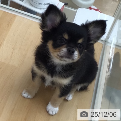 青森県のチワワ(ロング) (ペットプラス 青森浜田店/2025年9月24日生まれ/女の子/ブラックタンホワイト)の子犬の4枚目の画像