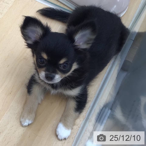 青森県のチワワ(ロング) (ペットプラス 青森浜田店/2025年9月24日生まれ/女の子/ブラックタンホワイト)の子犬の4枚目の画像