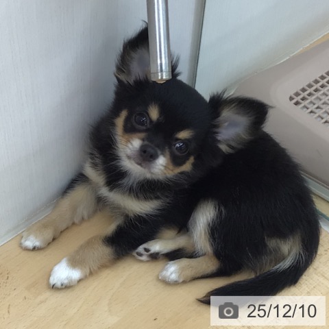 青森県のチワワ(ロング) (ペットプラス 青森浜田店/2025年9月24日生まれ/女の子/ブラックタンホワイト)の子犬の3枚目の画像