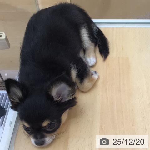 青森県のチワワ(ロング) (ペットプラス 青森浜田店/2025年9月24日生まれ/女の子/ブラックタンホワイト)の子犬の4枚目の画像