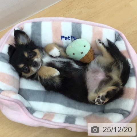 青森県のチワワ(ロング) (ペットプラス 青森浜田店/2025年9月24日生まれ/女の子/ブラックタンホワイト)の子犬の3枚目の画像