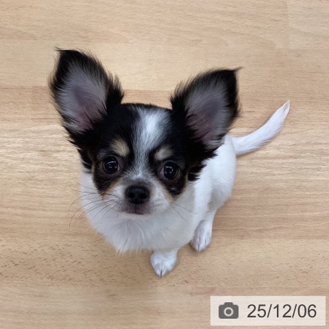 長野県のチワワ(ロング) (ペットプラス 松本店/2025年9月24日生まれ/女の子/ホワイトブラックタン)の子犬の4枚目の画像