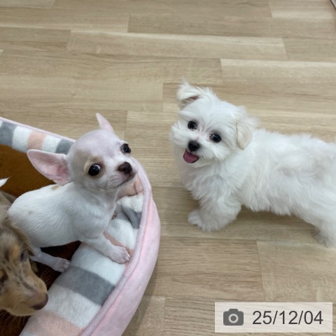 神奈川県のチワワ(ロング) (ペットプラス 相模原並木店/2025年9月25日生まれ/男の子/ホワイトクリーム)の子犬の4枚目の画像