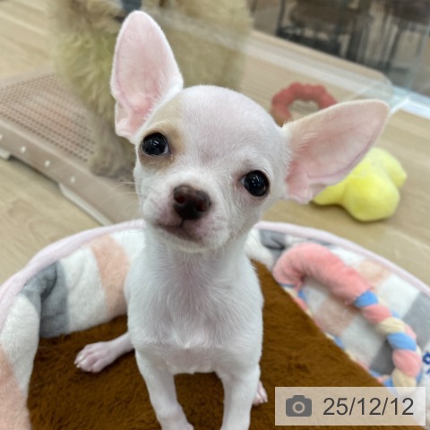 チワワの写真