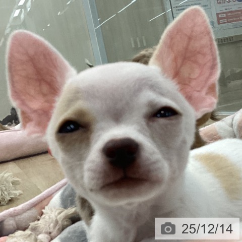 神奈川県のチワワ(ロング) (ペットプラス 相模原並木店/2025年9月25日生まれ/男の子/ホワイトクリーム)の子犬の4枚目の画像