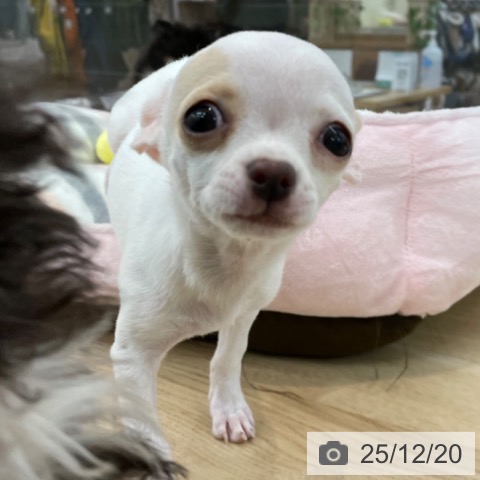 神奈川県のチワワ(ロング) (ペットプラス 相模原並木店/2025年9月25日生まれ/男の子/ホワイトクリーム)の子犬の4枚目の画像