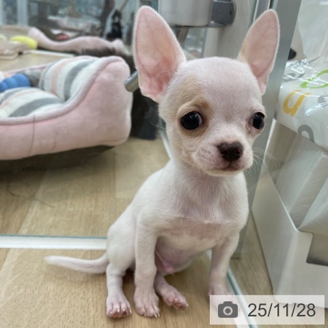 神奈川県のチワワ(ロング) (ペットプラス 相模原並木店/2025年9月25日生まれ/男の子/ホワイトクリーム)の子犬の3枚目の画像