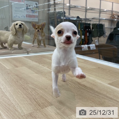 神奈川県のチワワ(ロング) (ペットプラス 相模原並木店/2025年9月25日生まれ/男の子/ホワイトクリーム)の子犬の3枚目の画像