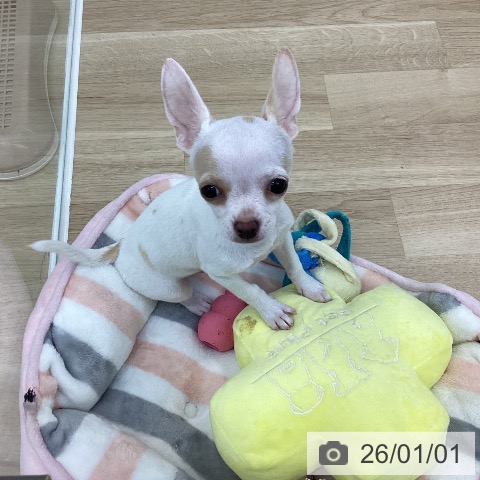 神奈川県のチワワ(ロング) (ペットプラス 相模原並木店/2025年9月25日生まれ/男の子/ホワイトクリーム)の子犬の3枚目の画像