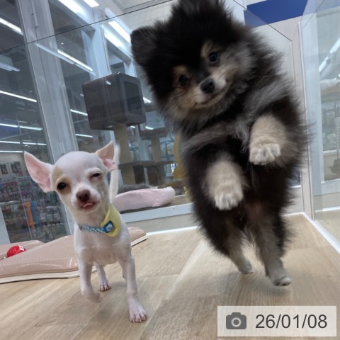 神奈川県のチワワ(ロング) (ペットプラス 相模原並木店/2025年9月25日生まれ/男の子/ホワイトクリーム)の子犬の4枚目の画像